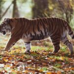 gray and black tiger walking on forest