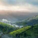 tea plantation on the mountain
