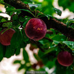 plums in kasol