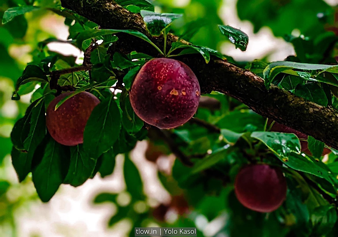 plums in kasol