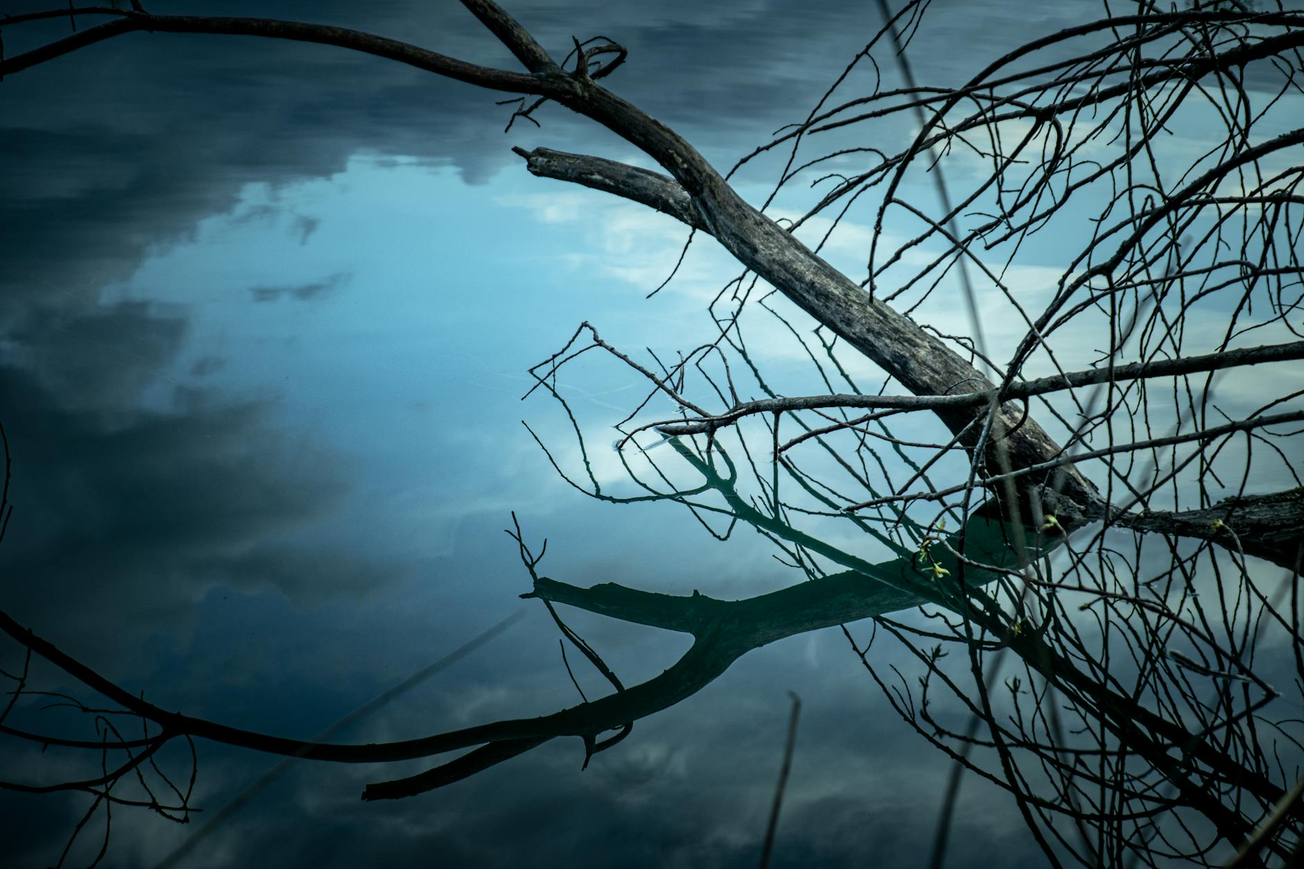 branches of a withered tree reflecting in the pplacid lake